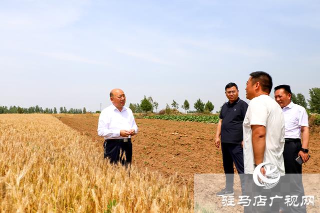 泌阳县长朱东升调研“三夏”生产工作